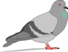 Pigeon With Shadow Clip Art